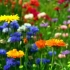Trajnice cvetnih koledarjev več mesecev od pomladi do jeseni